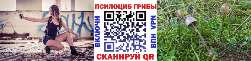Галлюциногенные грибы Psilocybine cubensis  Купить  Кашин 